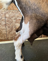 Crossfire udder - 5.27.2025