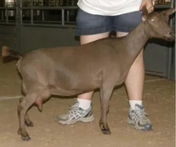 TX Twincreeks PKM Brown Betty (Elite Safehaven Hills photo)