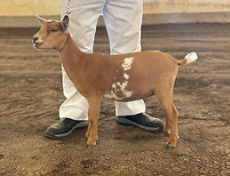 2024 6(June) 29 - Raya at the Barn in the USA show.jpg