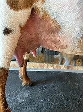 Aurora's F2 udder 6.07.2024 (3).jpg