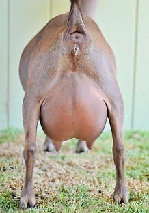 SGCH Bellafire BP Country Melody udder (hidden hills photo).png