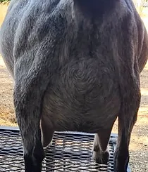 BLYTHMOOR LET'S DO IT - UDDER.webp
