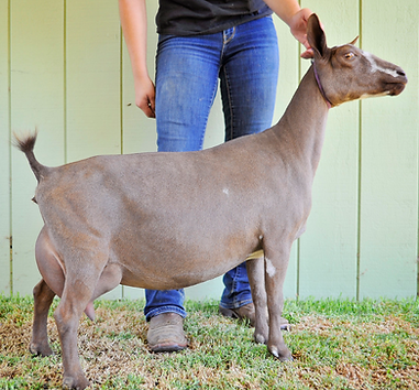 SGCH Bellafire BP Country Melody