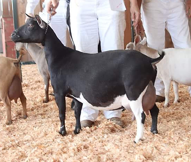 SG Stayawhile TV Camera Ready (Broken Top Farm photo).png