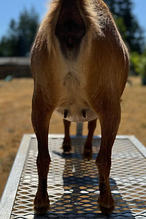 2025 7(July)17 - Freya pre breeding udder (2).jpg