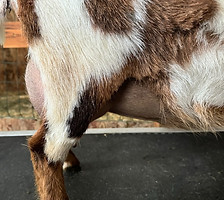 Iris - March 2025