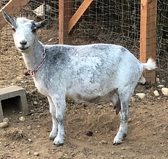 Luna 8.23.23 (2).jpg