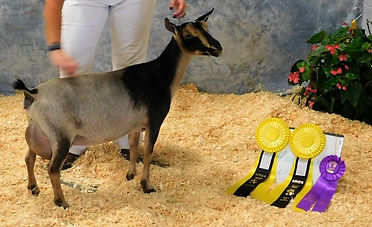 Scarlet Rose 2018 ADGA Nattional Campion.1.jpg