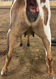 2024 (6)June 29 - Iris pre-breeding udder.jpg