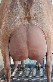 PHOLIA FARM RD MEET VIRGINIA Udder _3yrs & 3F.jpg
