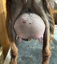 GG FF udder March.20.2025 (1).jpg