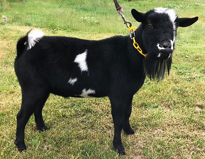 Riddick 6.10 (1).jpg