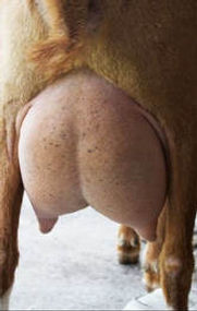 Splash O' Honey 2F udder