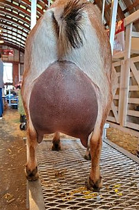 TILL-RIV WTM I'M A HOOT UDDER.jpg