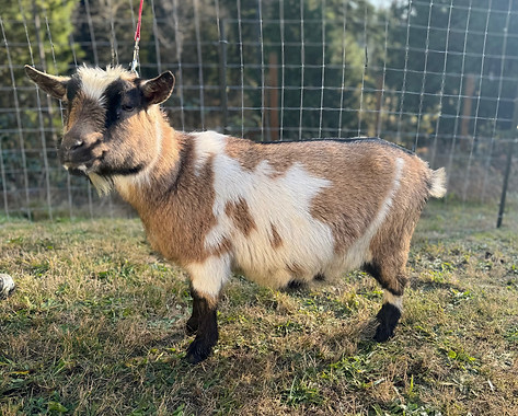 Crossfire - 12.01.2024 (4).jpg