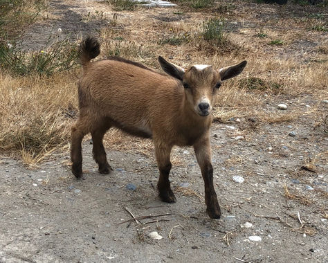 Zeppelin 8.27.22 (2).jpg