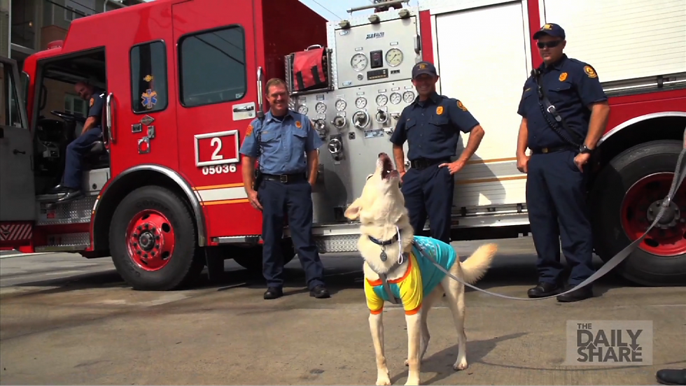 Service dog imitates fire sirens!