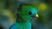 Quetzal Season in Costa Rica- When and Where to Go