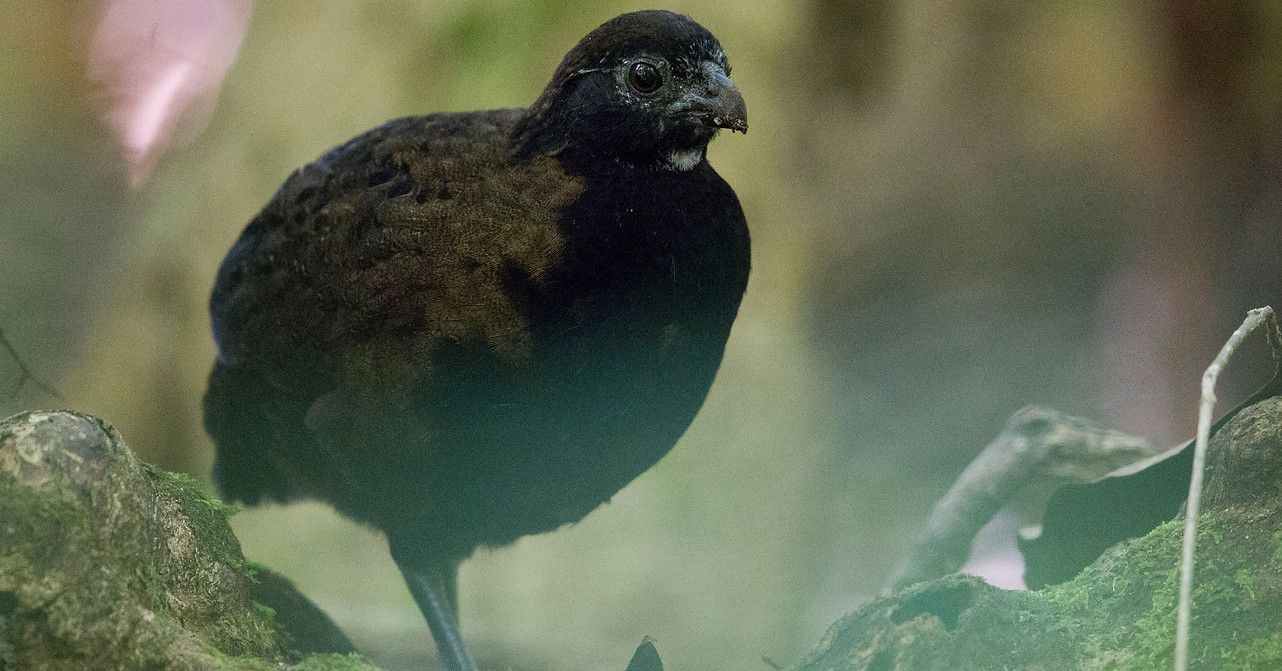 Black-breasted Wood-Quail 5.2.jpg