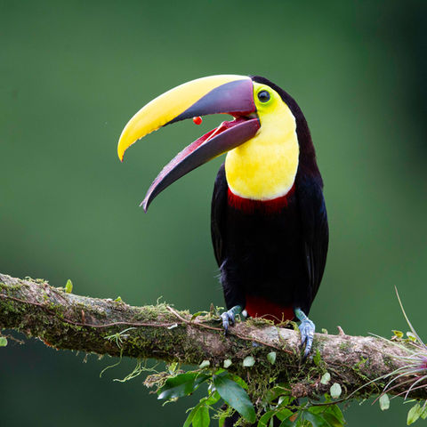 Yellow-throated Toucan berry Laguna.jpg