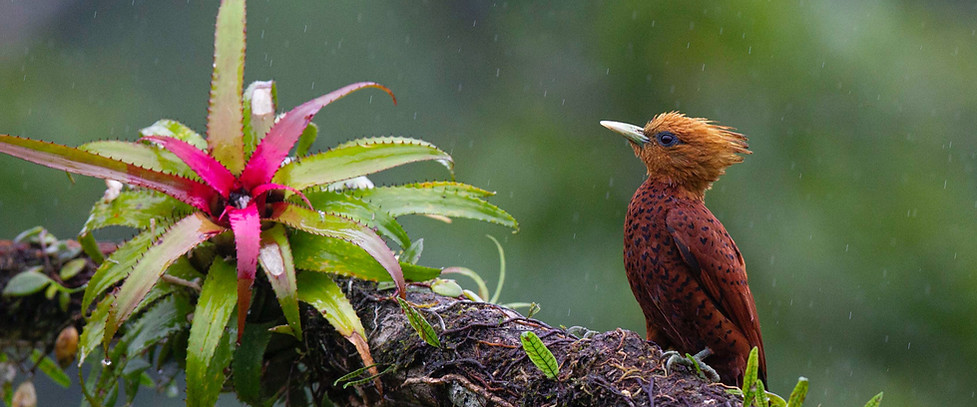 Chestnut-colored Woodpecker framed FB_edited.jpg