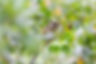 Striped Owl 300.jpg