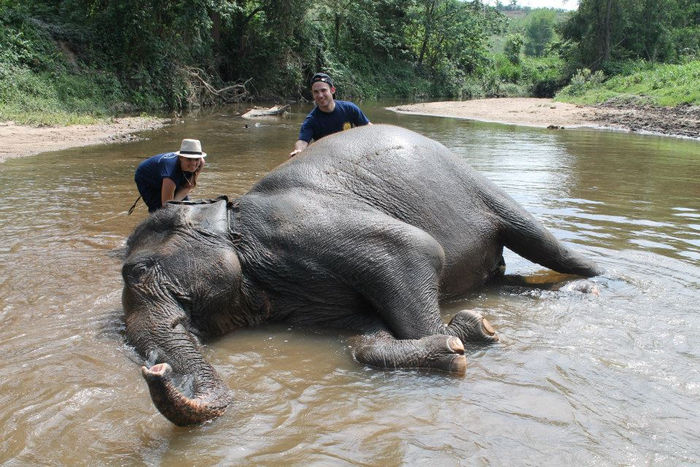 Journée avec les éléphants