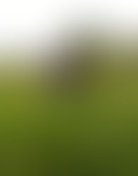 Del corazón de una líder para ti, mamá