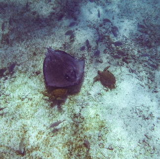 BLACK WOMAN SHARE ALLEN - Scuba Diving in Tulum, Mexico with Ocean Tours