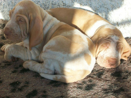 pomonas puppies (7)-1.jpg
