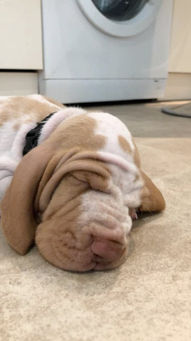 Lulu Puppy Wrinkles.jpg