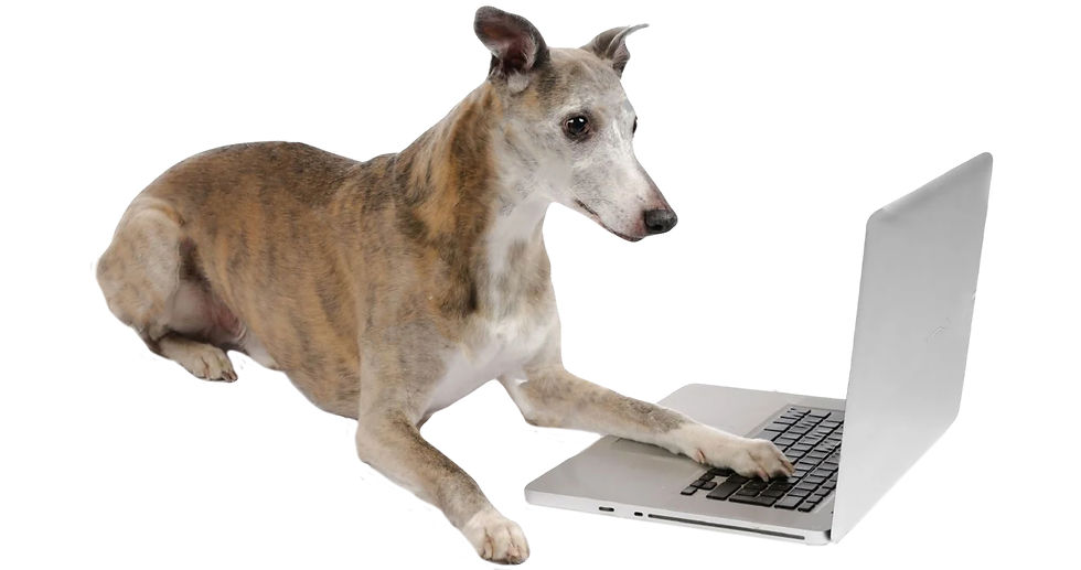 whippetcomputer2.jpg
