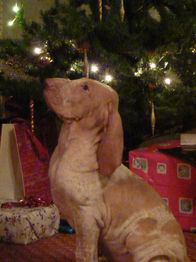 Christmas Eva! (Gunsyn Aafia).jpg