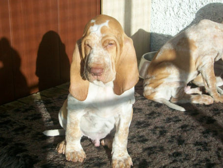 pomonas puppies (8).jpg