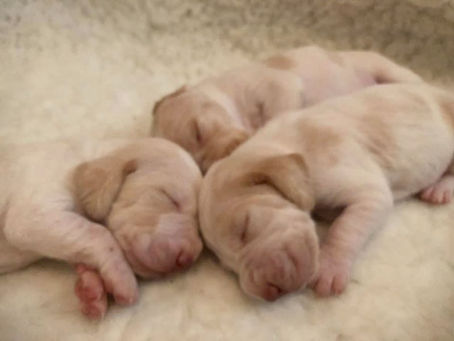 Lulu Pups 3.jpg