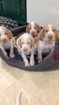 Lulu Pups.jpg