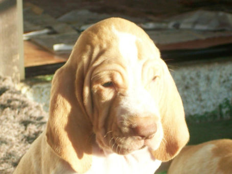 pomonas puppies (3).jpg