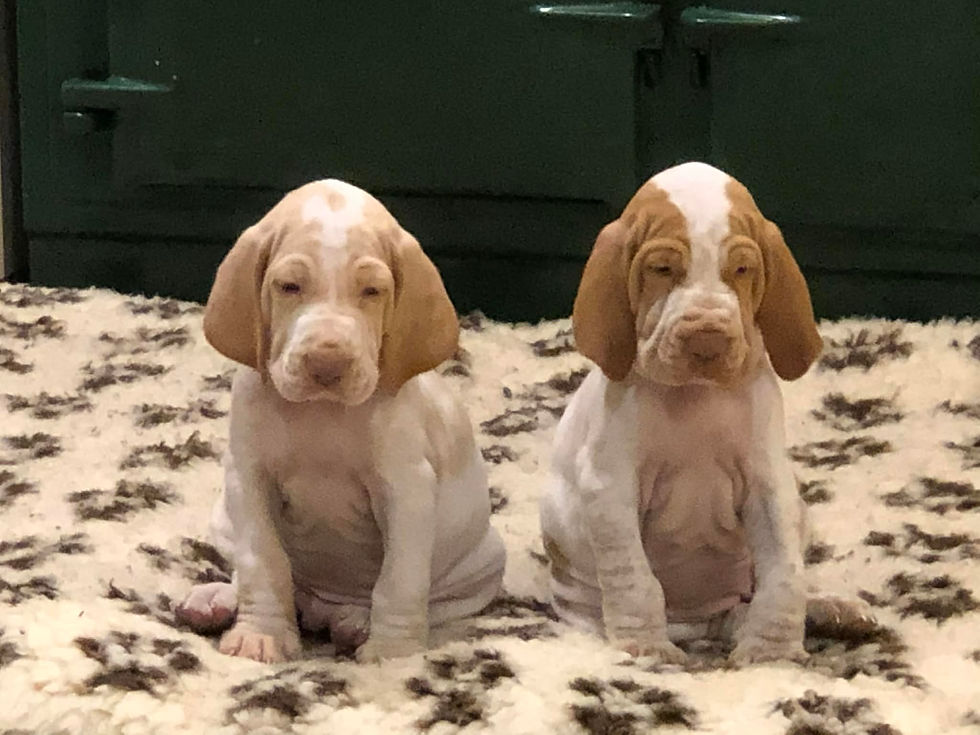 Puppies !