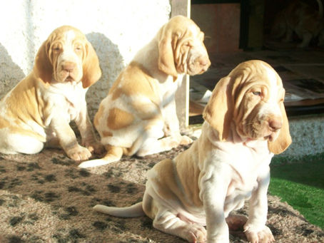 pomonas puppies (6).jpg