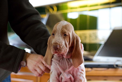 pomona pup (2).jpg