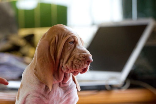 pomona pup (1).jpg