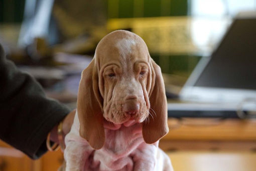 pomona pup (4).jpg