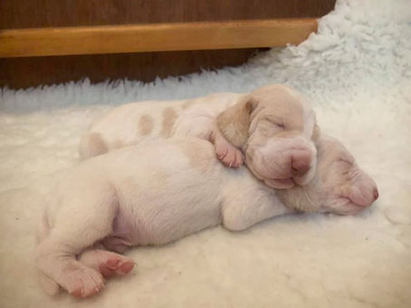 Lulu pups 2.jpg
