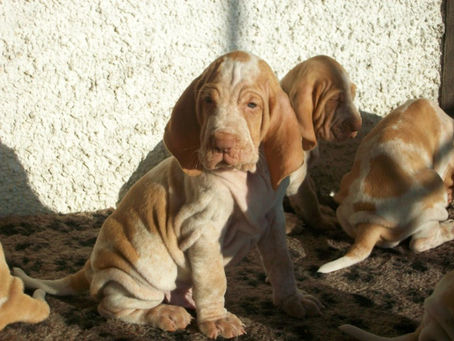 pomonas puppies (5).jpg