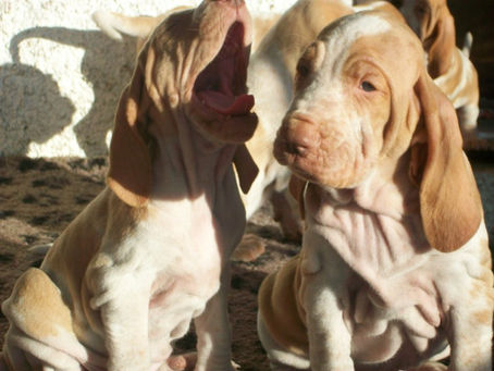 pomonas puppies (1).jpg
