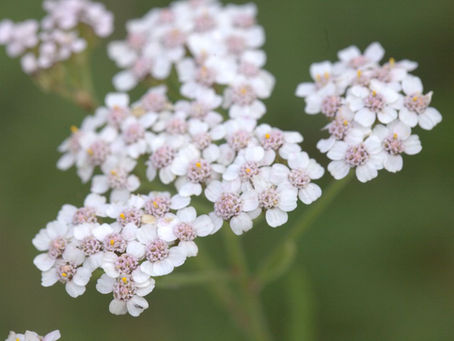 detail of yarrow plant in flower , pale pink with white petals