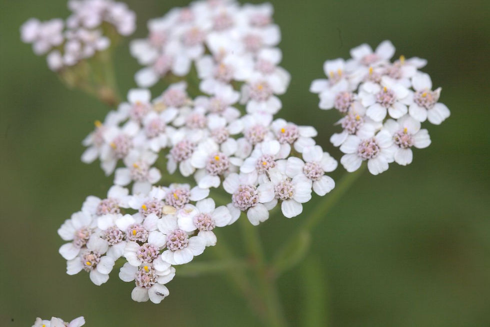 detail of yarrow plant in flower , pale pink with white petals
