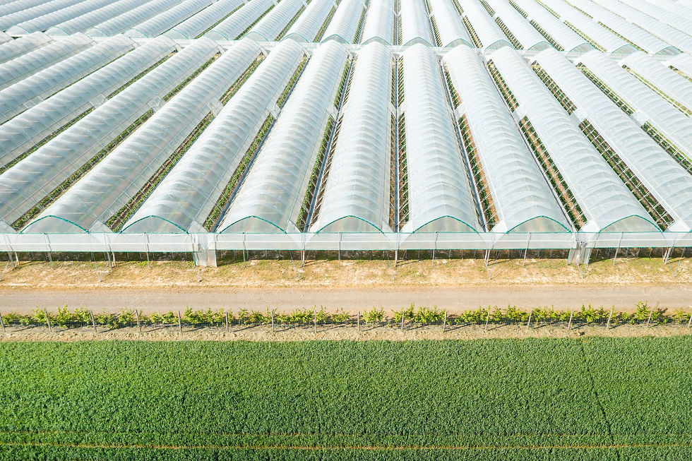 polyhouse farming.jpg