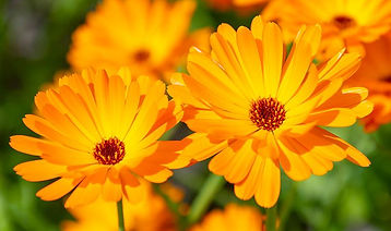 calendula-gouwsbloem.jpg
