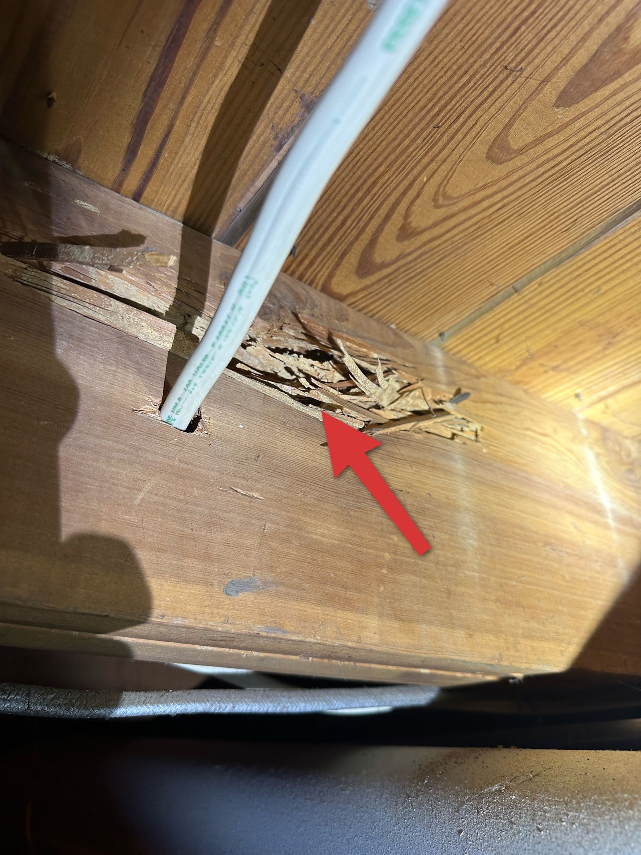 Termite Damage